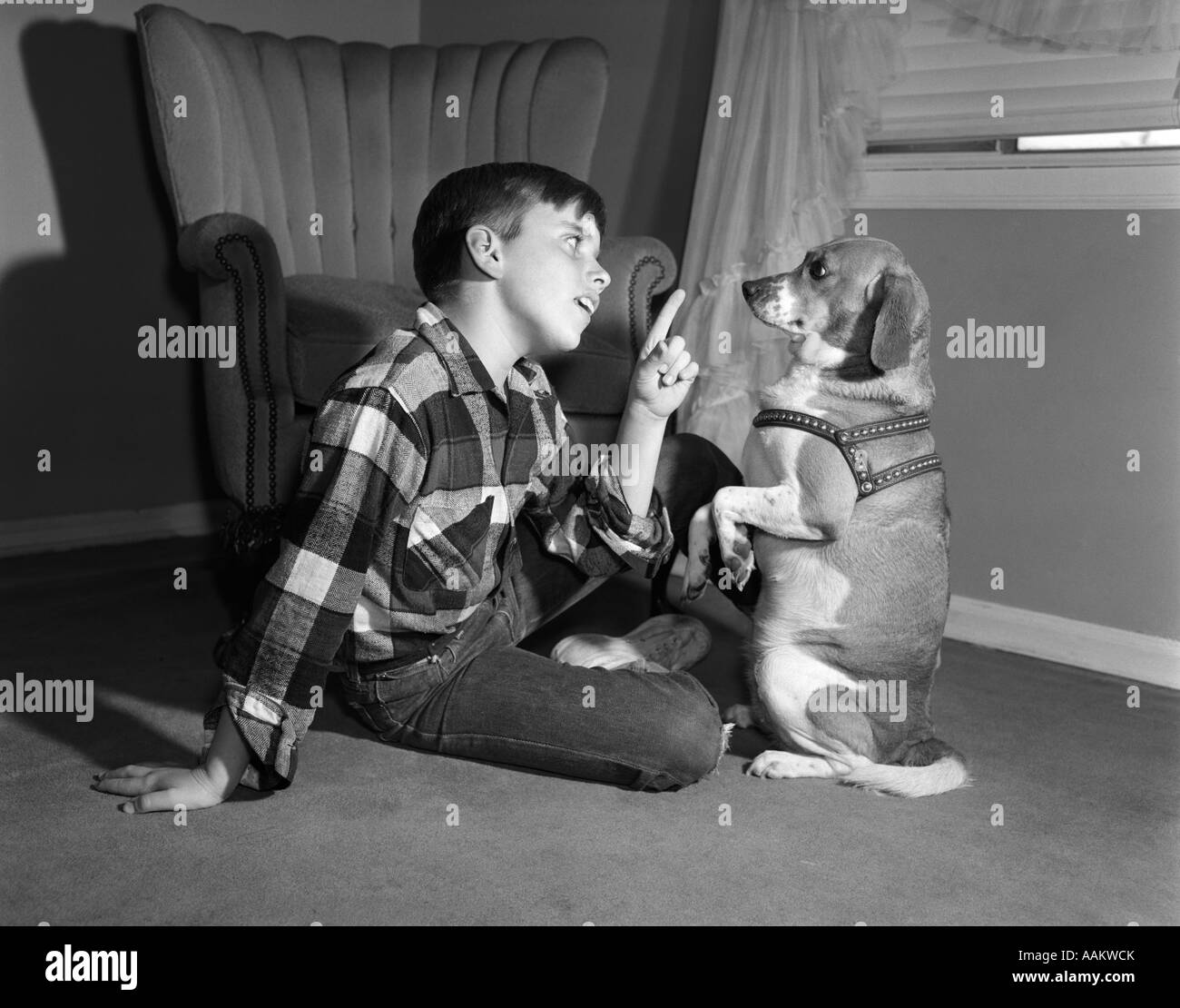 Anni Cinquanta BOY IN PLAID SHIRT dito di scuotimento a dog sitter su gambe posteriori Foto Stock