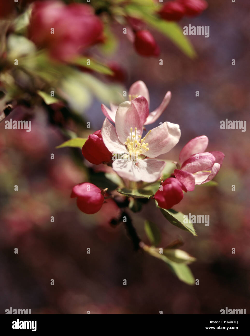 CLOSE-UP FIORI DI APPLE Foto Stock