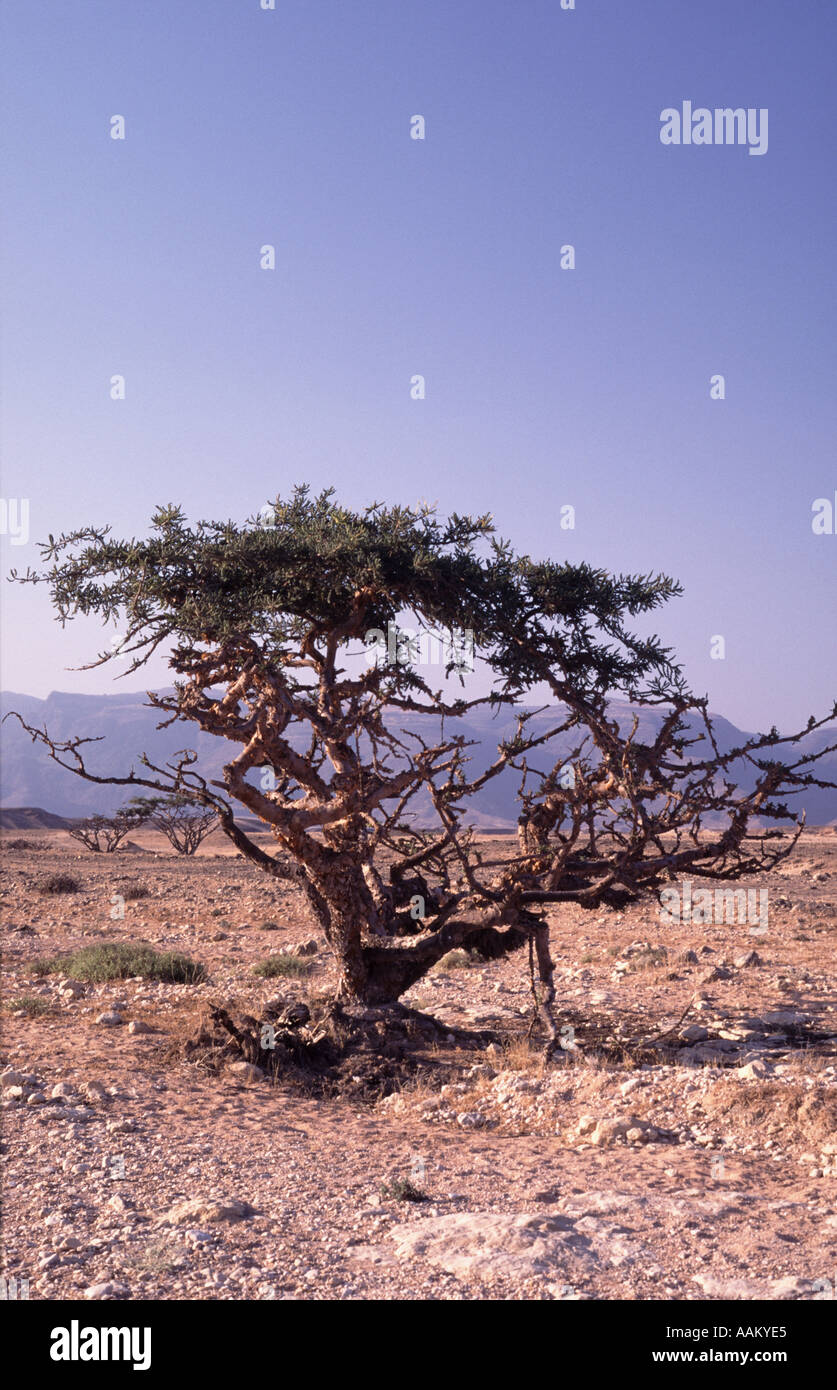 Alberi di frankincense Oman Foto Stock