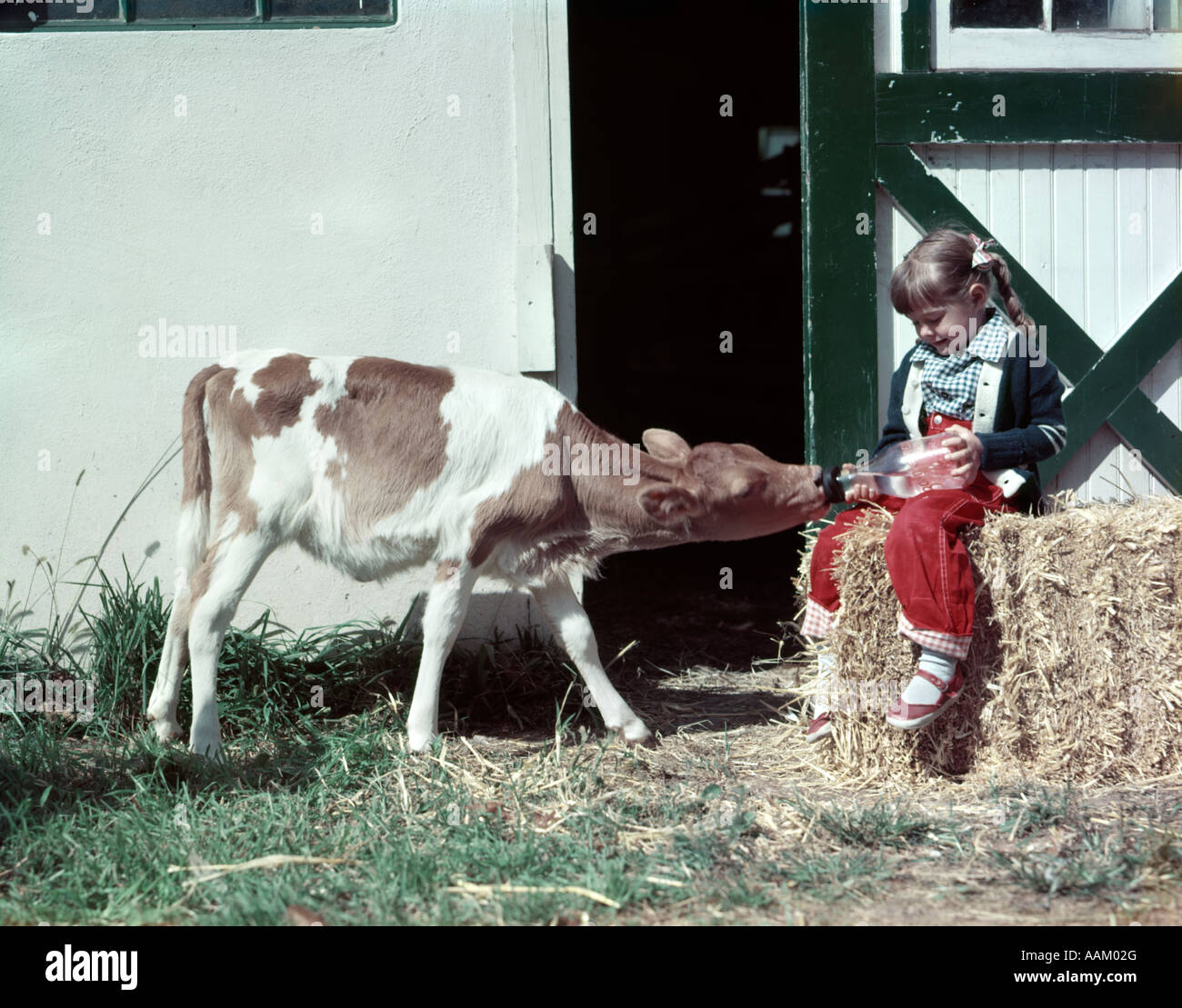 Anni Cinquanta ragazza giochi rosso maglione verde sedersi sulla balla di fieno dal fienile di alimentazione a mano GUERNSEY vitello dalla bottiglia di latte Dairy Farm Foto Stock