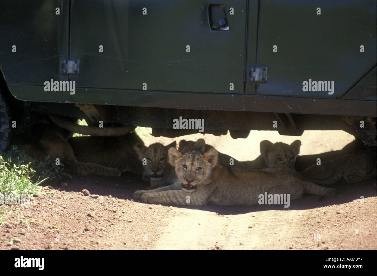 Diversi lion cubs sdraiati sotto a quattro ruote motrici per riposare all'ombra del cratere di Ngorongoro Tanzania Africa orientale Foto Stock