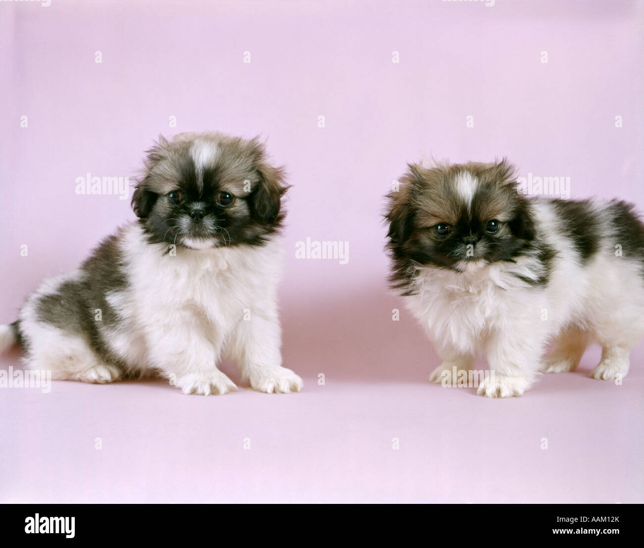 PEKINESE Foto Stock