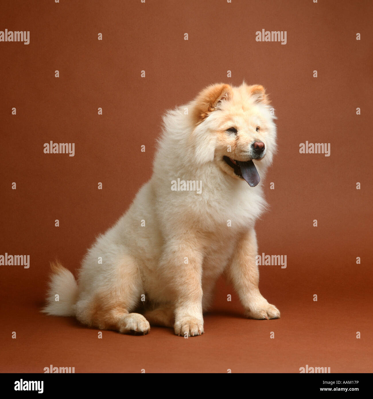 Ritratto dal pelo biondo Chow Chow STUDIO marrone nero senza giunture linguetta cani cane PET ANIMALI DOMESTICI Foto Stock