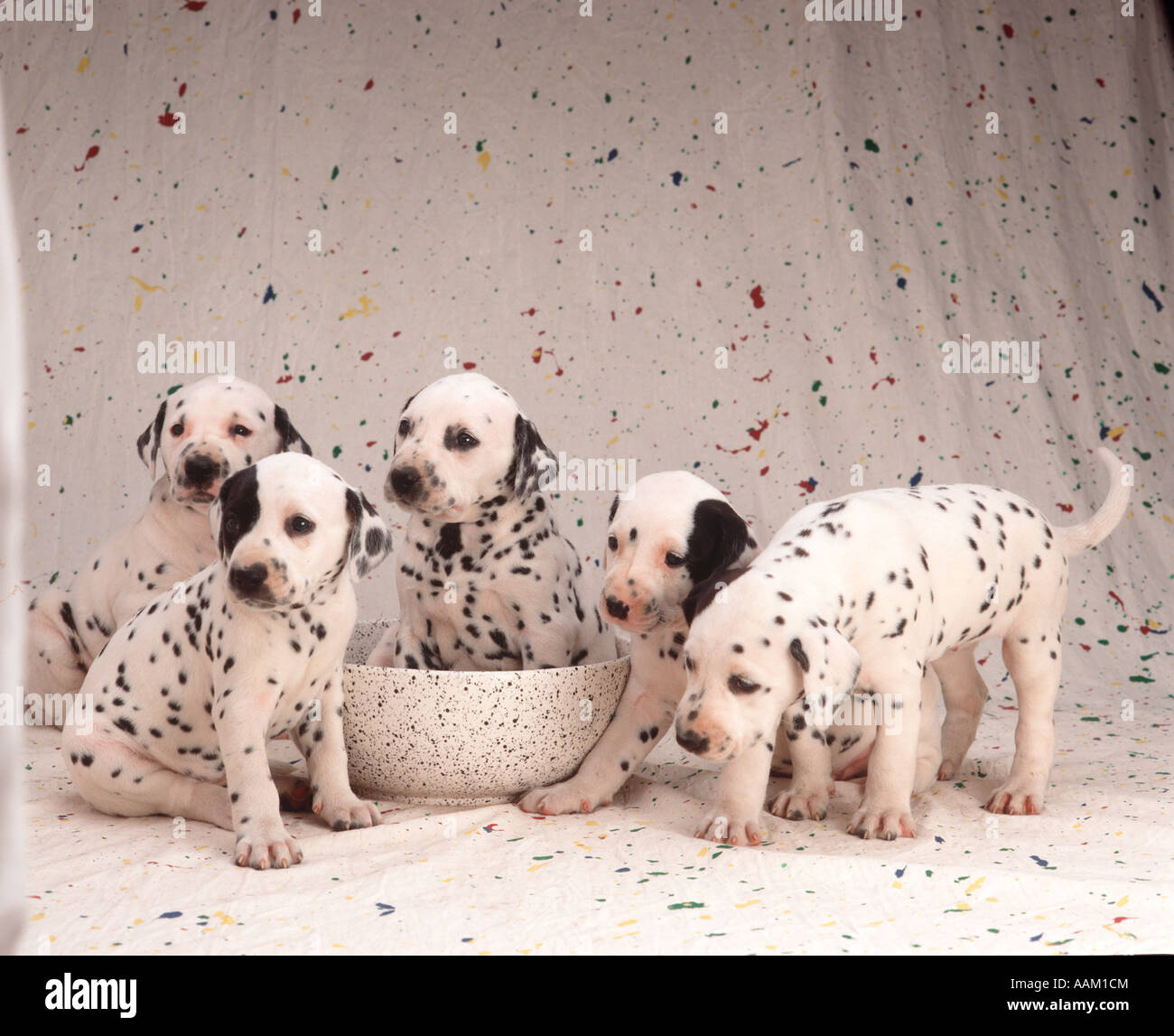 5 cuccioli dalmata su SPOTTED seamless con prua maculato Foto Stock