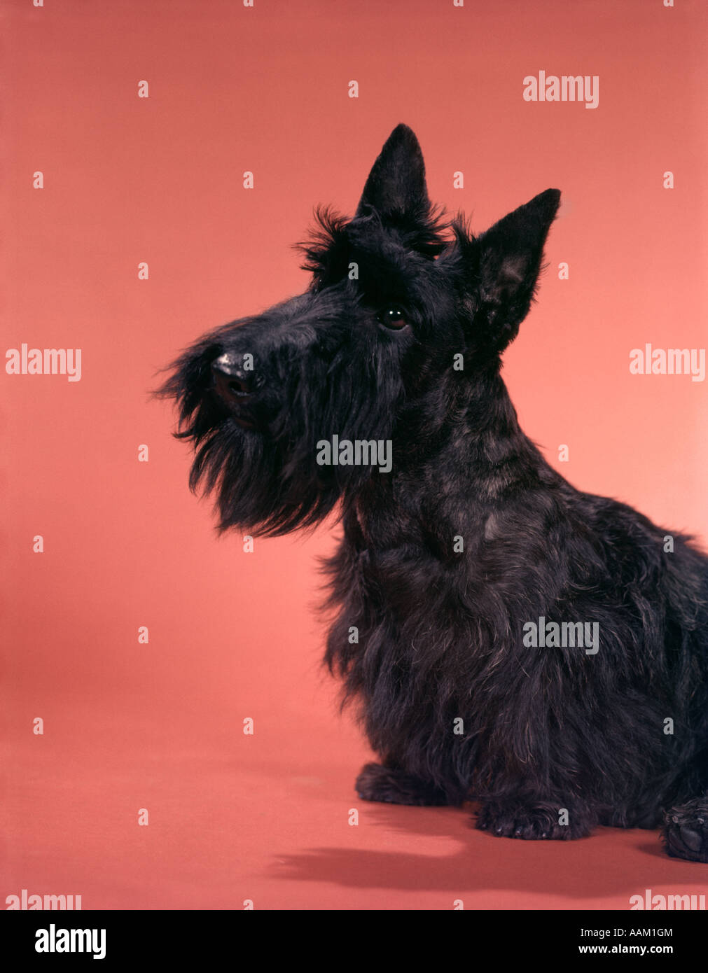 BLACK SCOTTISH TERRIER IN ROSA SEAMLESS SCOT SCOTTIE SCOTCH Foto Stock