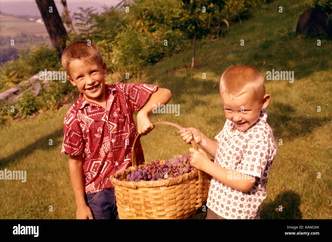 Anni sessanta due ragazzi ridere cestello di trasporto delle uve raccolte Foto Stock
