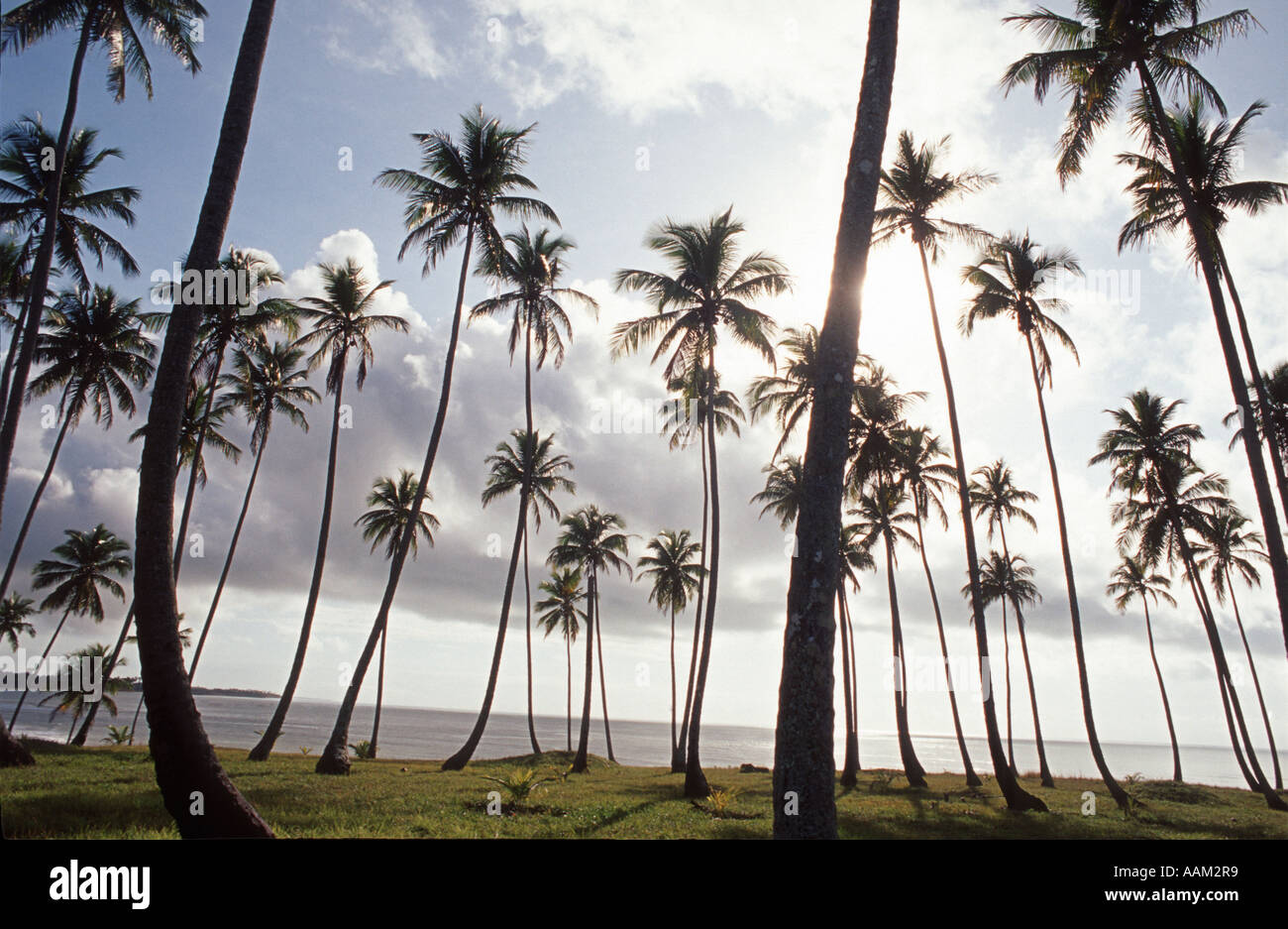Spiaggia tropicale. Palma da cocco-alberi farm. Barra do Cahy beach, Bahia Brasile Foto Stock