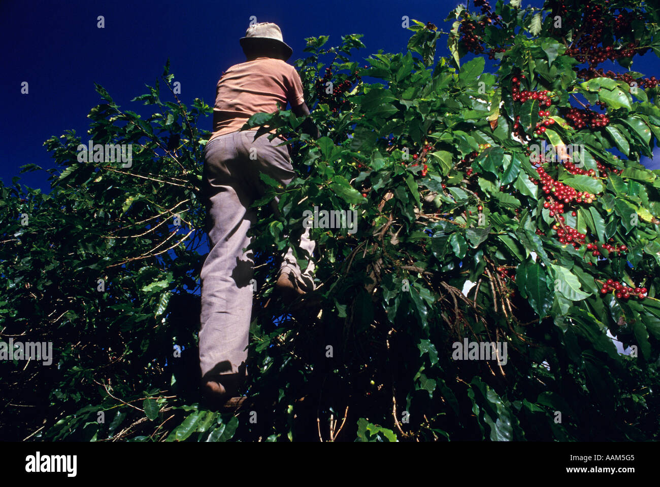 Il Brasile. La raccolta del caffè. Lavoratore nero. Foto Stock
