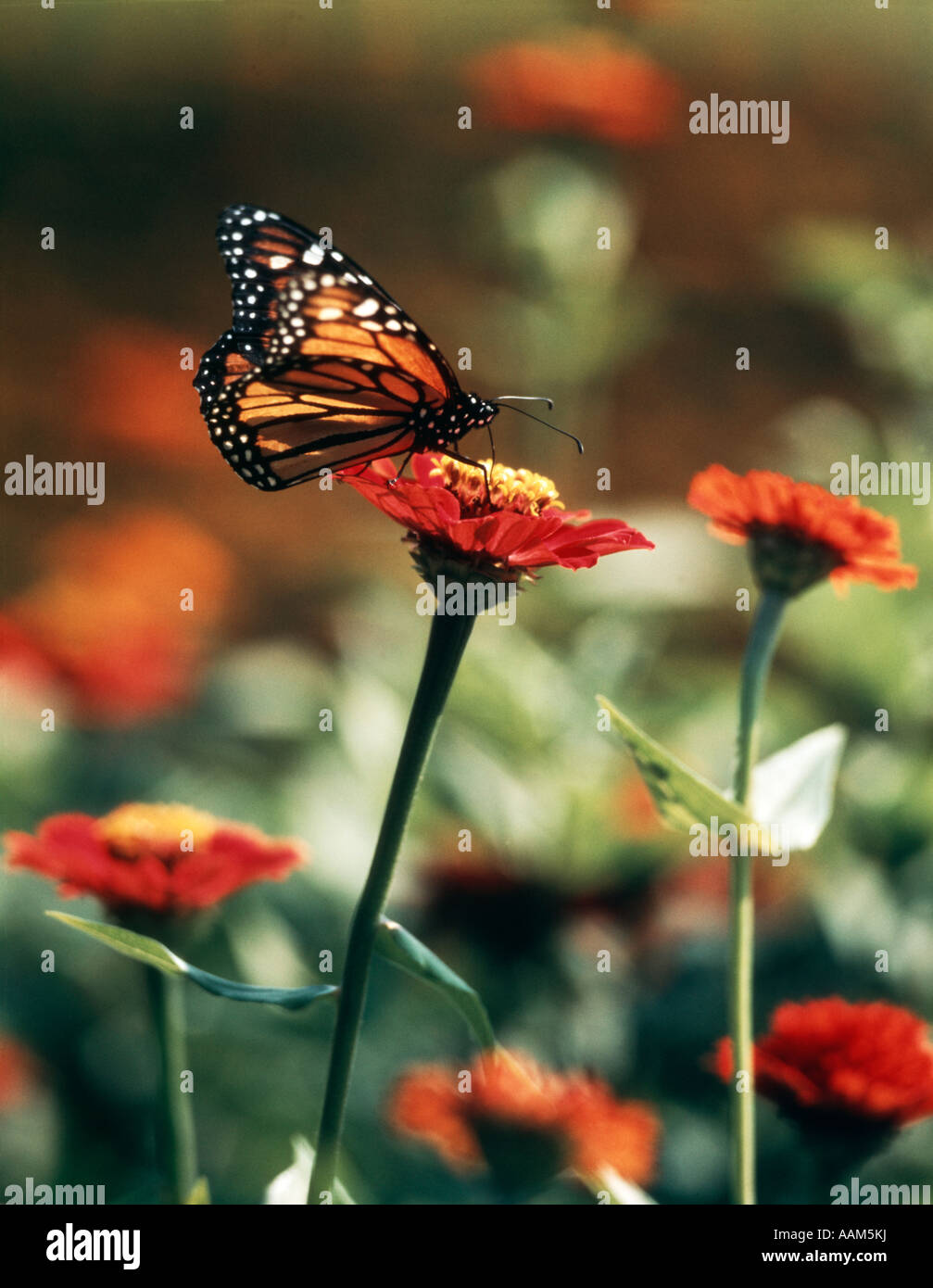 Farfalla monarca su ORANGE ZINNIA Foto Stock