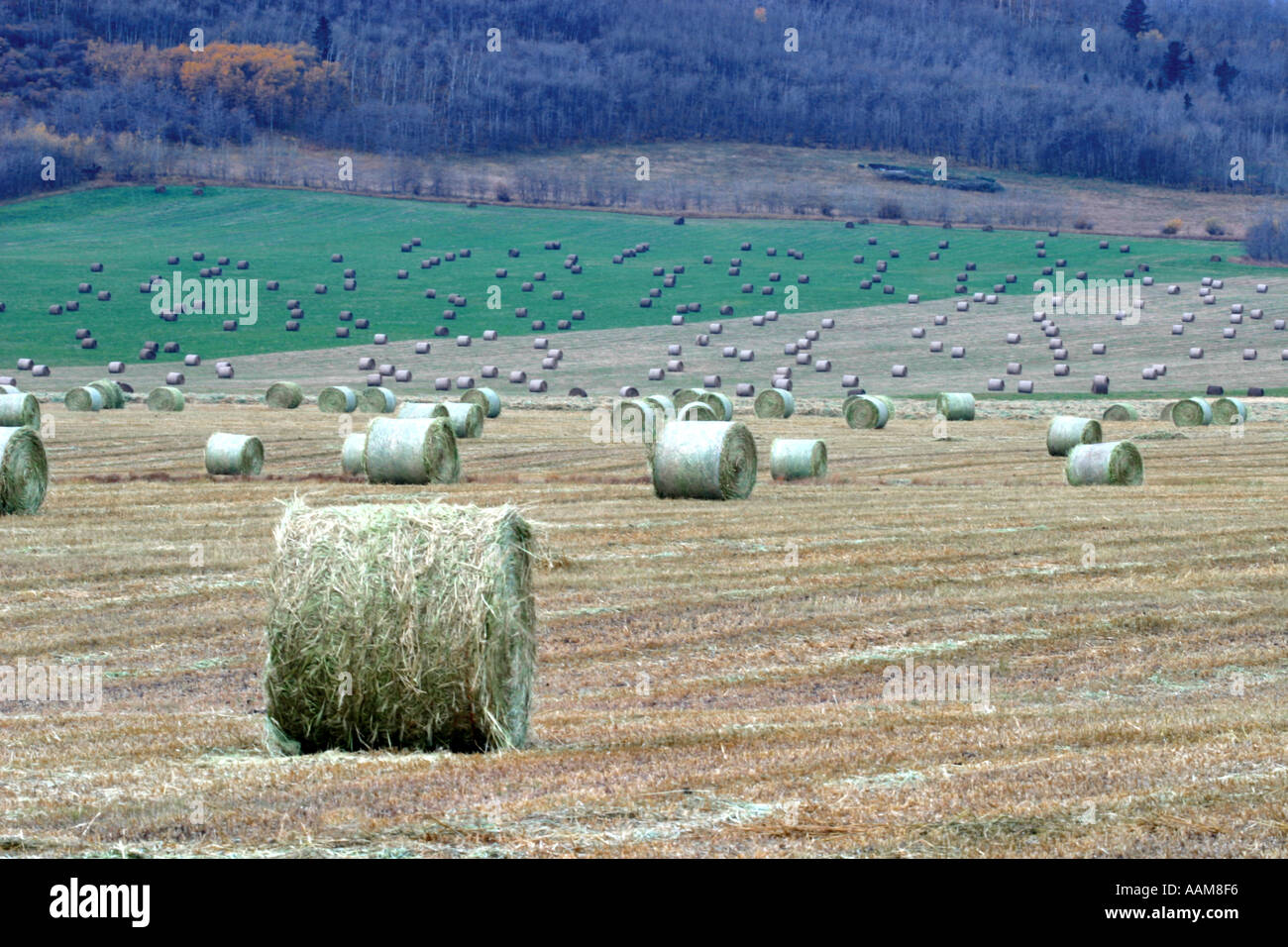 Ound balle di fieno la preparazione per l'inverno mangimi per il bestiame Foto Stock