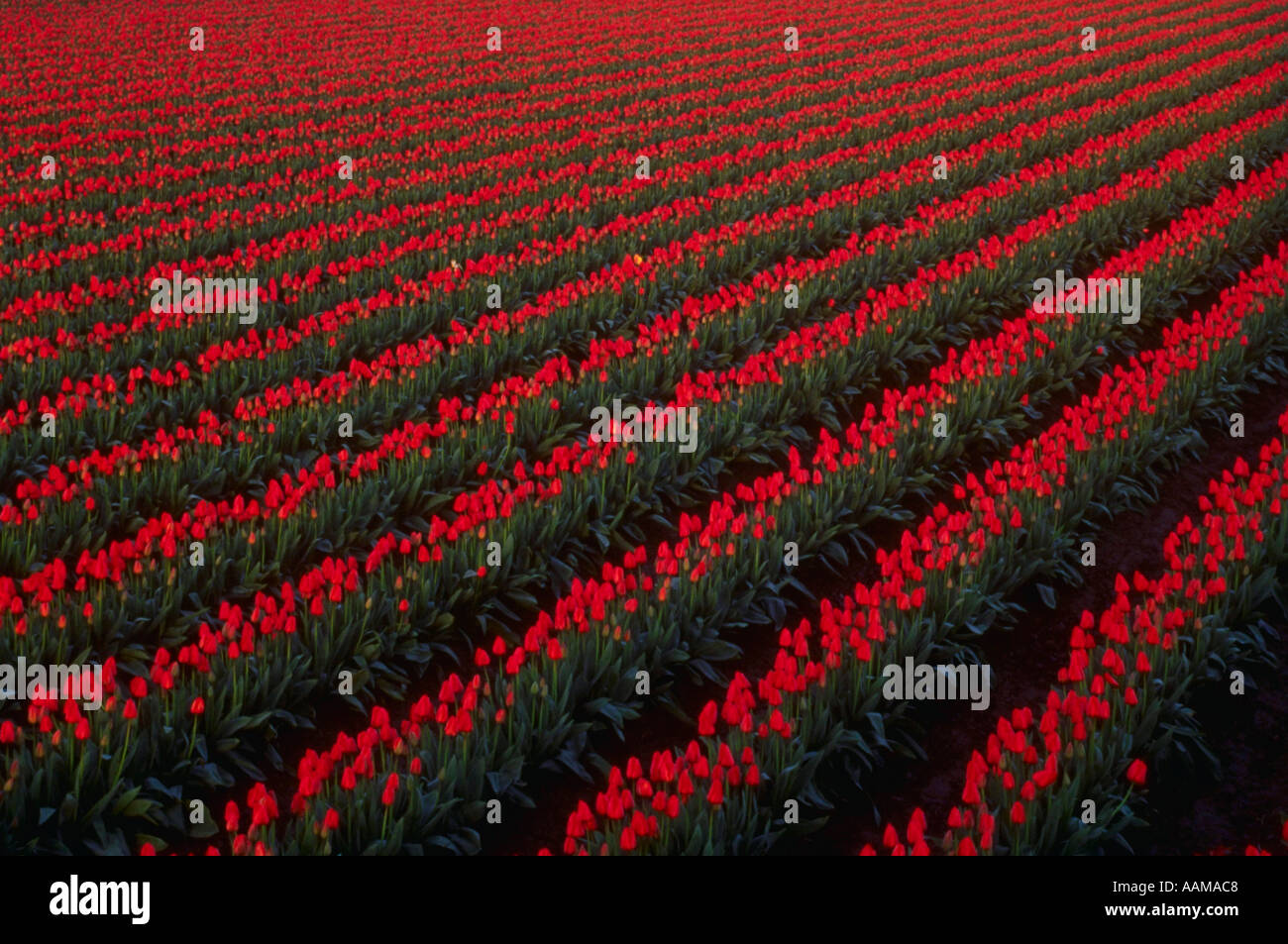 Campo di tulipani Skagit Valley Northwest Washington Foto Stock