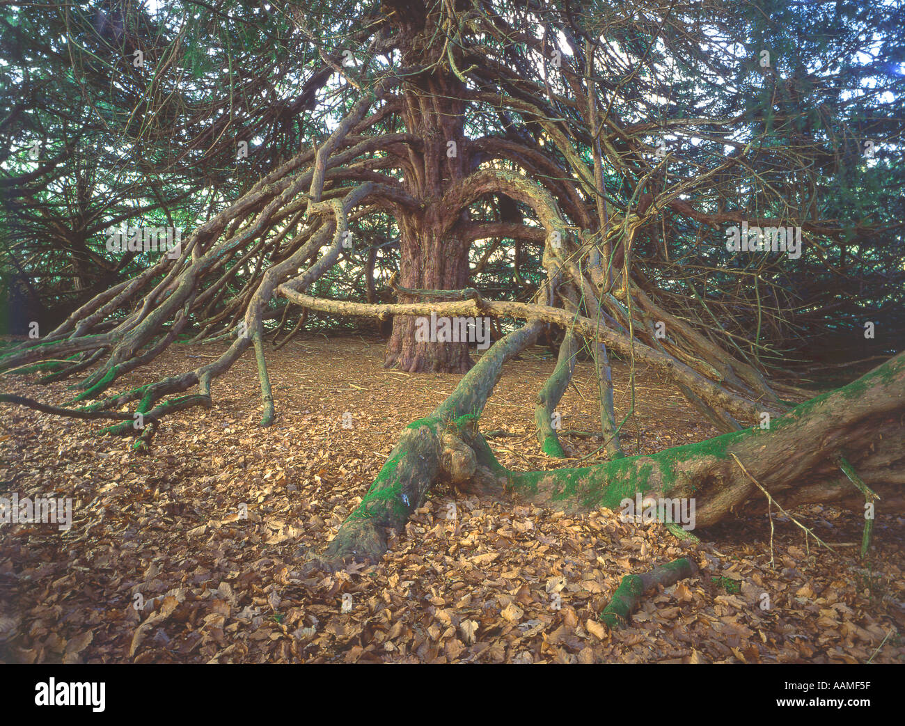 Il grande Yew di Broich Taxus baccata uno dei pochi latering tassi in Scozia vicino a Perth 600 anni 1000 Foto Stock