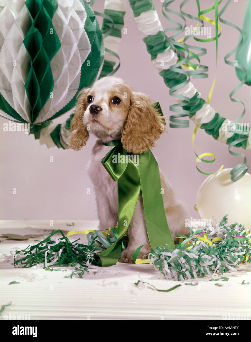 COCKER SPANIEL cucciolo verde grande arco di nastro attorno al collo seduto in mezzo al verde e bianco stelle filanti e coriandoli retrò del cane Foto Stock