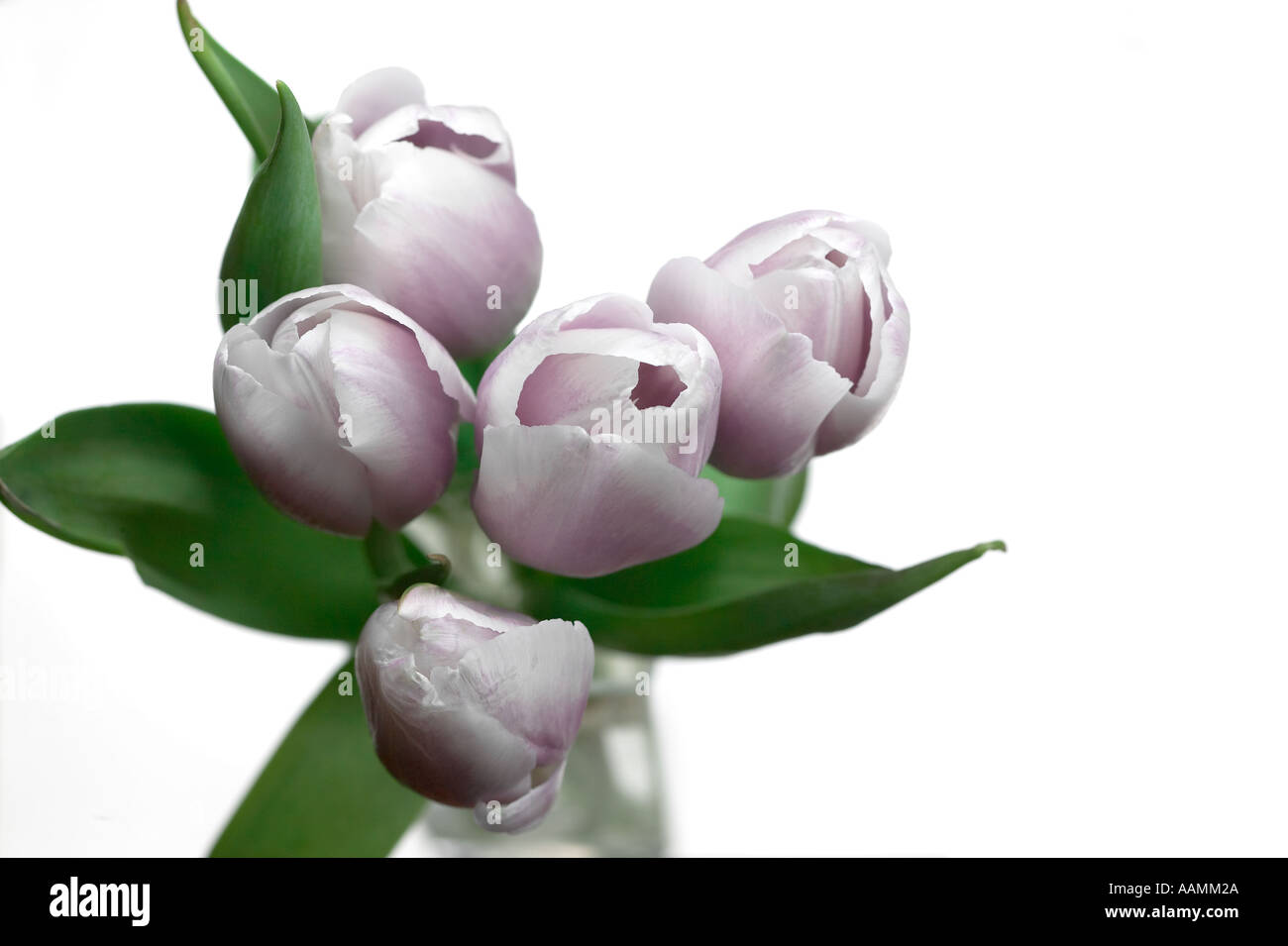 Mazzo di Lillà Tulip Fiori Foto Stock