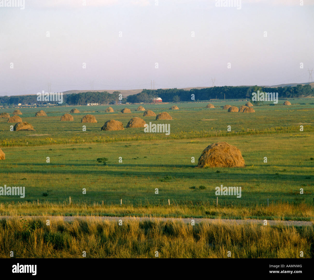 Erba medica si sono riuniti in massa AD ESSERE PRESI DI ALFALFA DEYHYDRATING IMPIANTO NEBRASKA Foto Stock