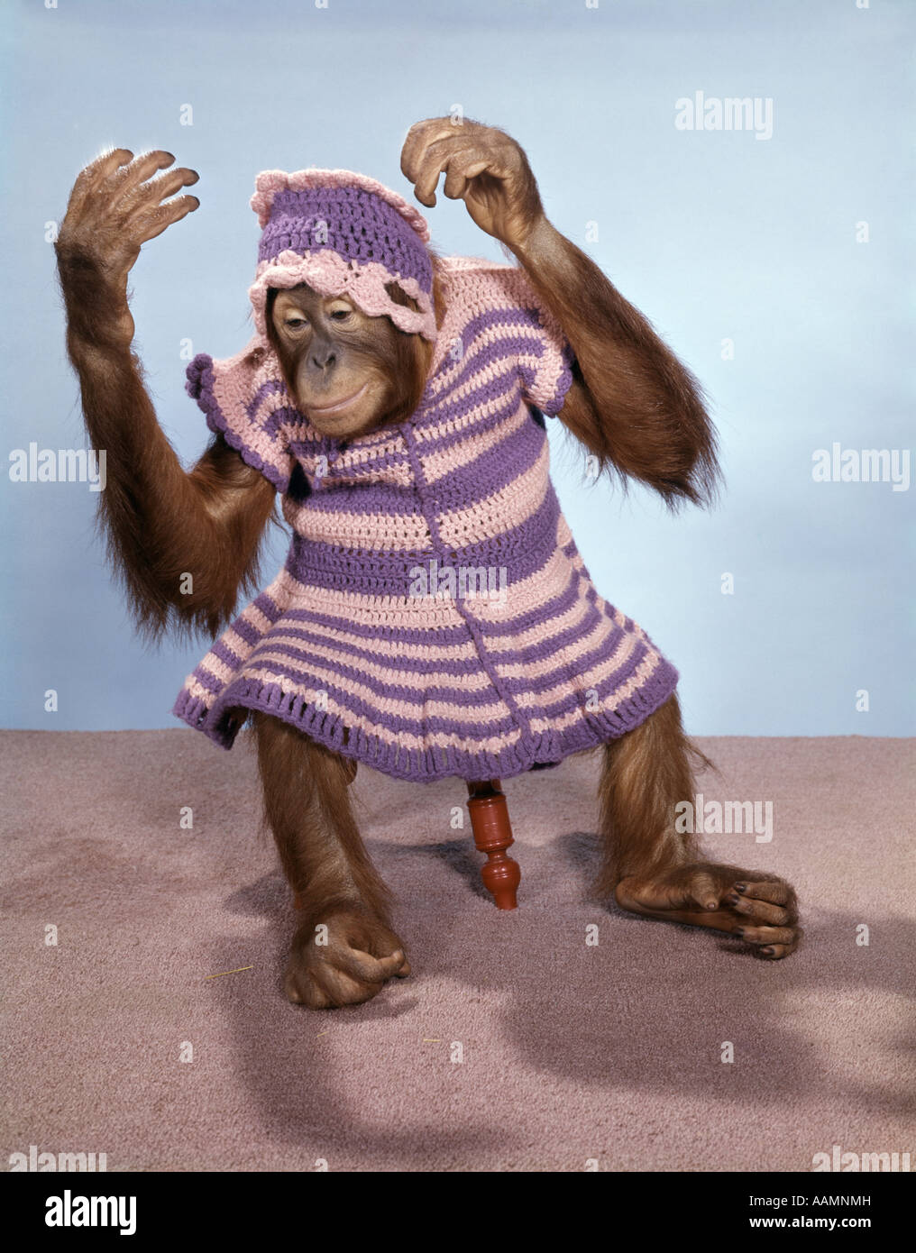 Abito scimmia immagini e fotografie stock ad alta risoluzione - Alamy