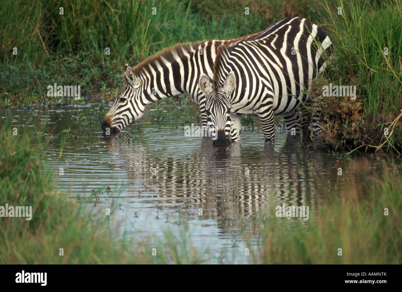 MASAI MARA GAME RESERVE KENYA zebre bevendo al WATERHOLE Foto Stock