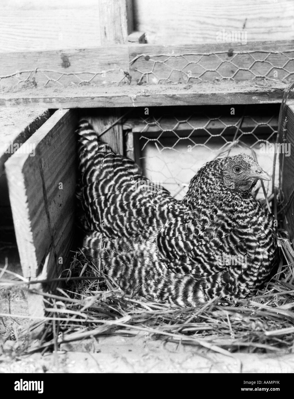 HEN sul nido pollaio Foto Stock