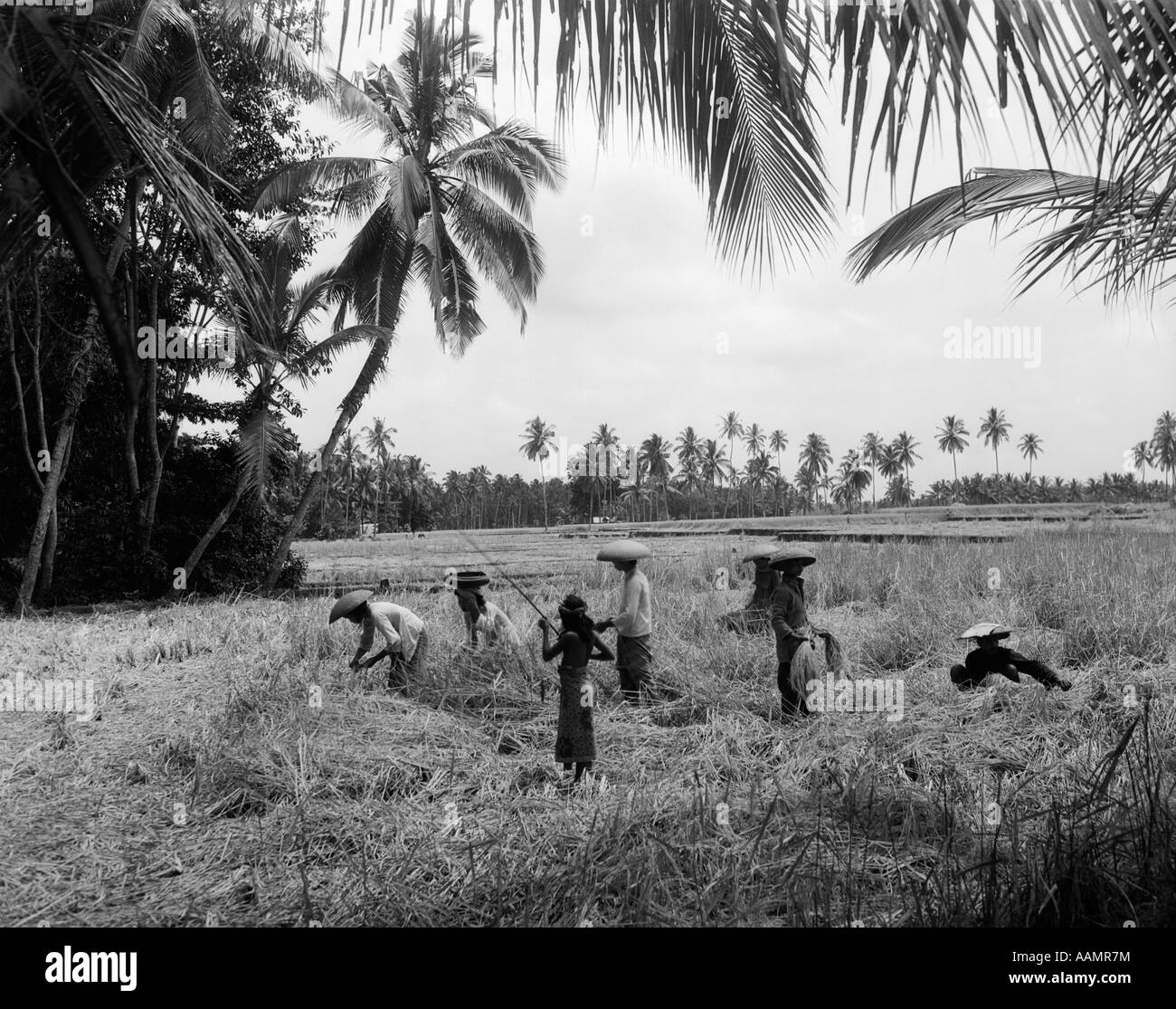 1920s 1930 7 LAVORATORI BALINESE IN RISAIA DURANTE IL RACCOLTO DI RACCOLTA AGRICOLA AGRITURISMO AGRICOLTURA BALI INDONESIA Foto Stock
