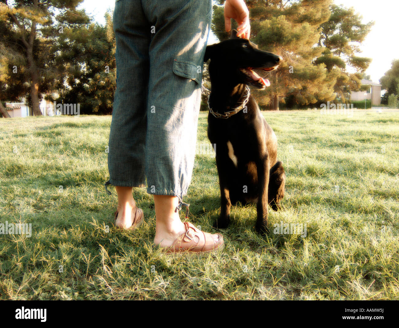 Cane domestico avente una passeggiata con il suo proprietario Foto Stock