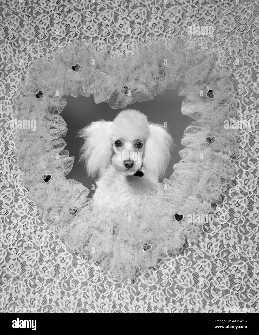 Anni sessanta bianco barboncino francese cane all'interno di LACE INCRESPATO VALENTINE cuore telaio sagomato Foto Stock