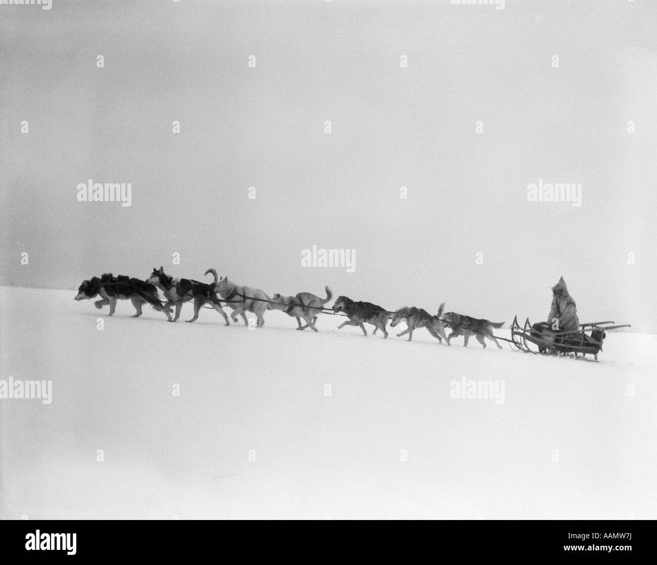 1920s 1930 leader del cane cani da slitta utilizzando i cavi elettrici per tirare il ciclista MUSHER attraverso infido Inverno Condizioni neve Foto Stock