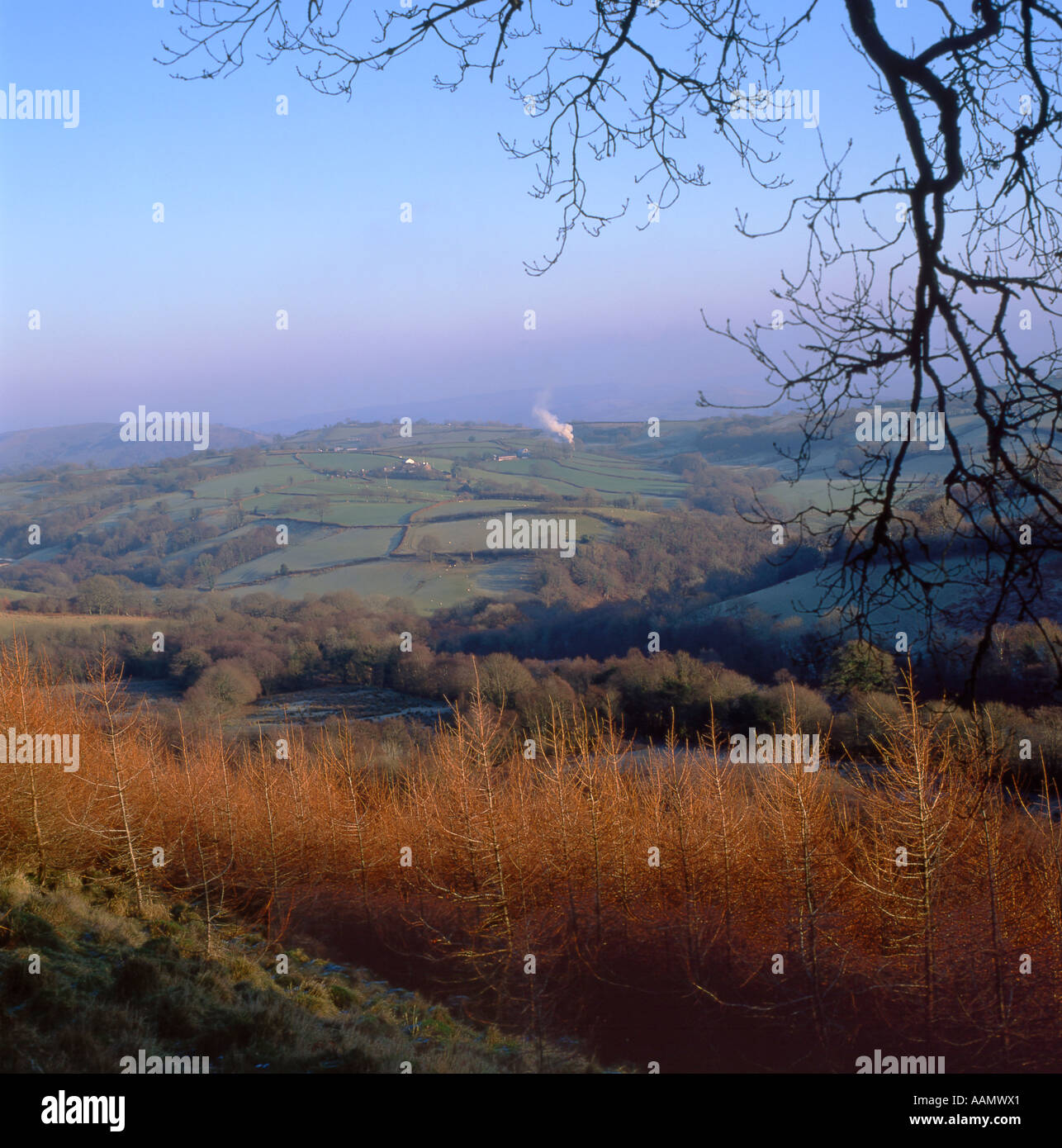 Larice plantation su un gallese Llanwrda hillfarm Carmarthenshire, Mid Wales UK Foto Stock