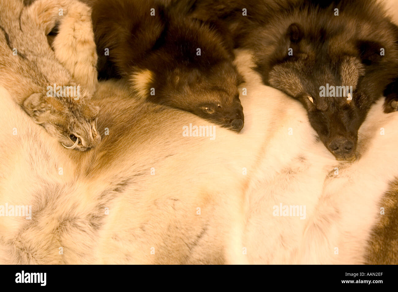 Wolverine il lupo e la lince pellicce in un Alaskan fur shop Foto Stock