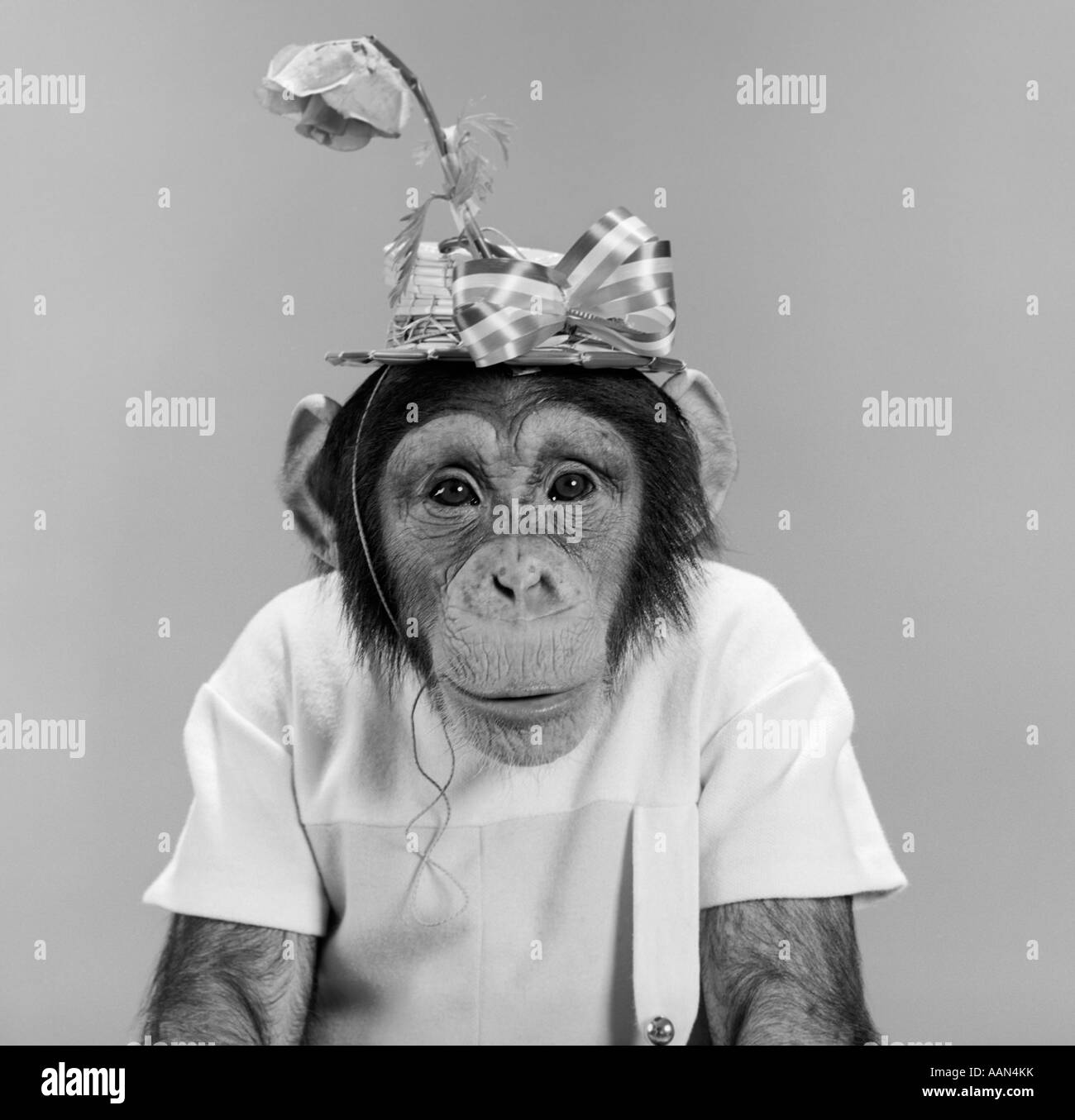 Anni sessanta ritratto scimmia scimpanzé CHIMP indossando stupido cappello spiritoso con arco e fiore di carattere umanizzato Foto Stock