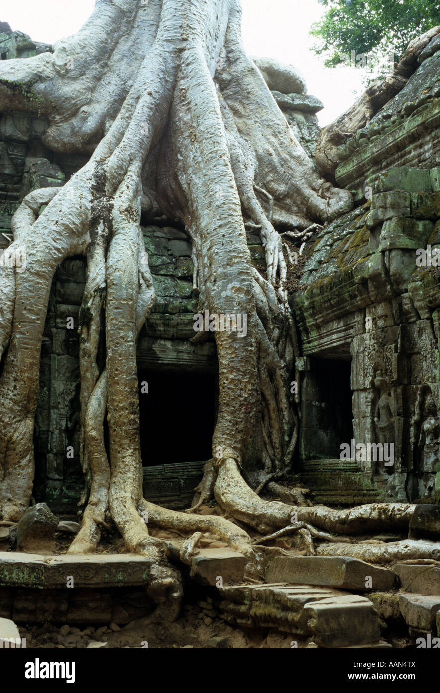 Seta di cotone albero radici più fatiscenti rovine, NW angolo del Gopura IV Est entrata, Ta Prohm tempio, Cambogia Foto Stock