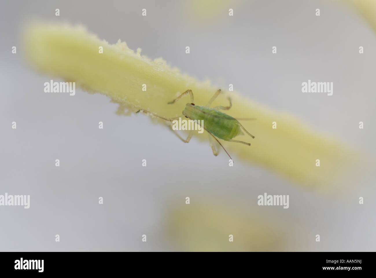 Greenfly sul fiore stame Foto Stock