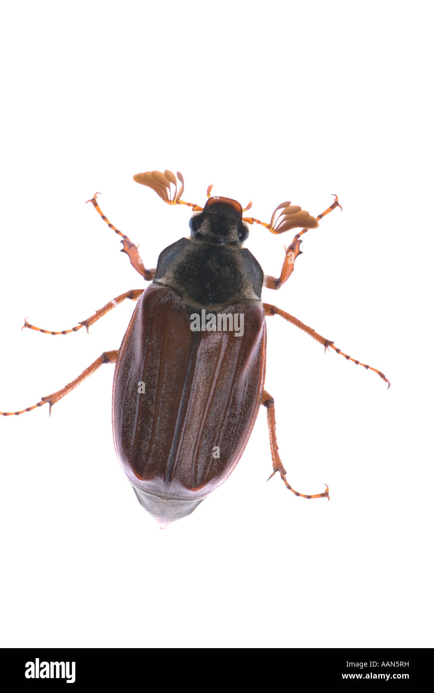 Maybug isolato su bianco Foto Stock