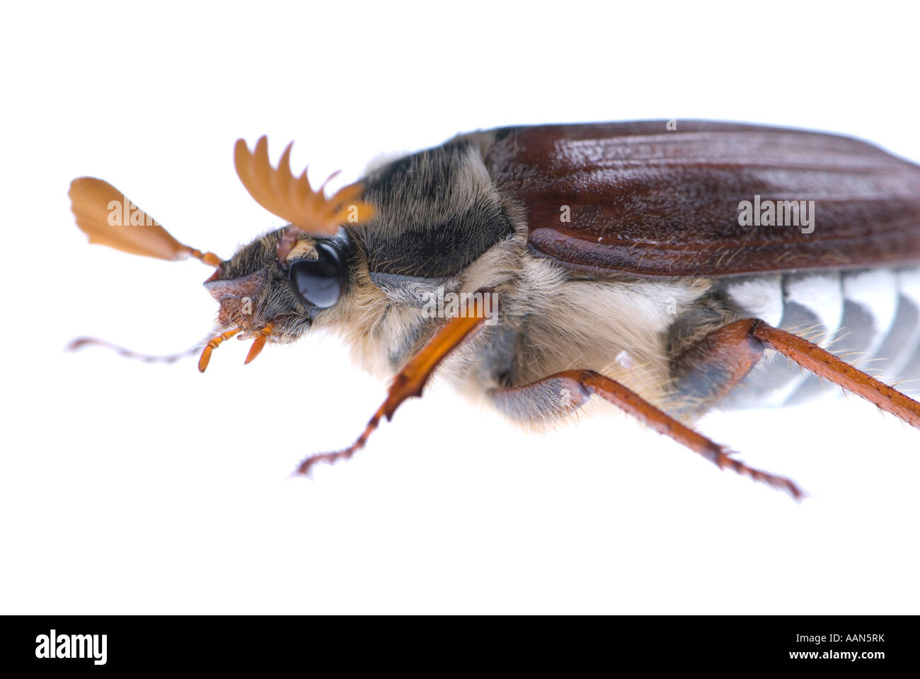 Maybug isolato su bianco Foto Stock
