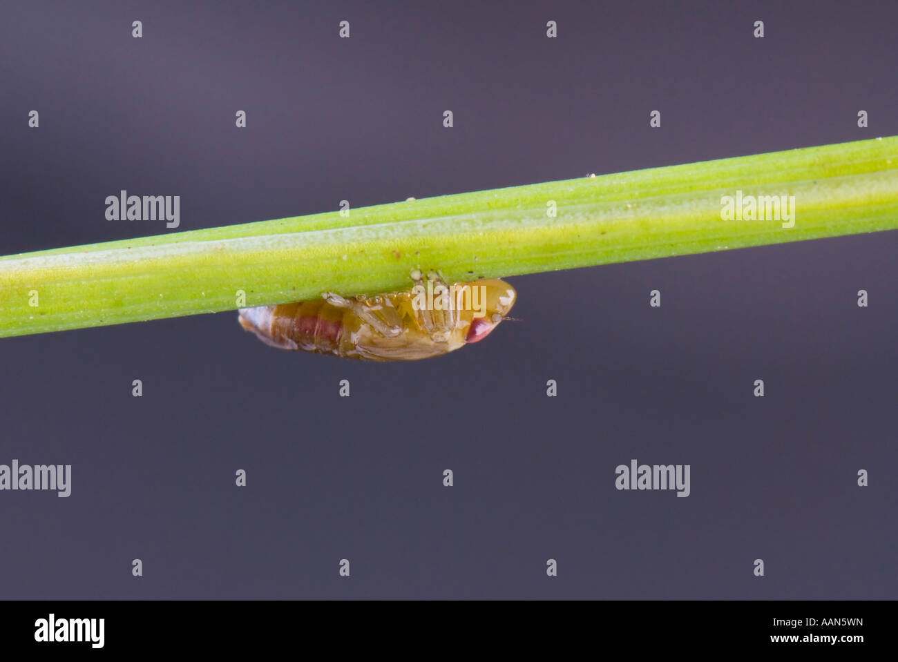 Philaenus spumarius, passeggiate lungo il gambo di erba Foto Stock