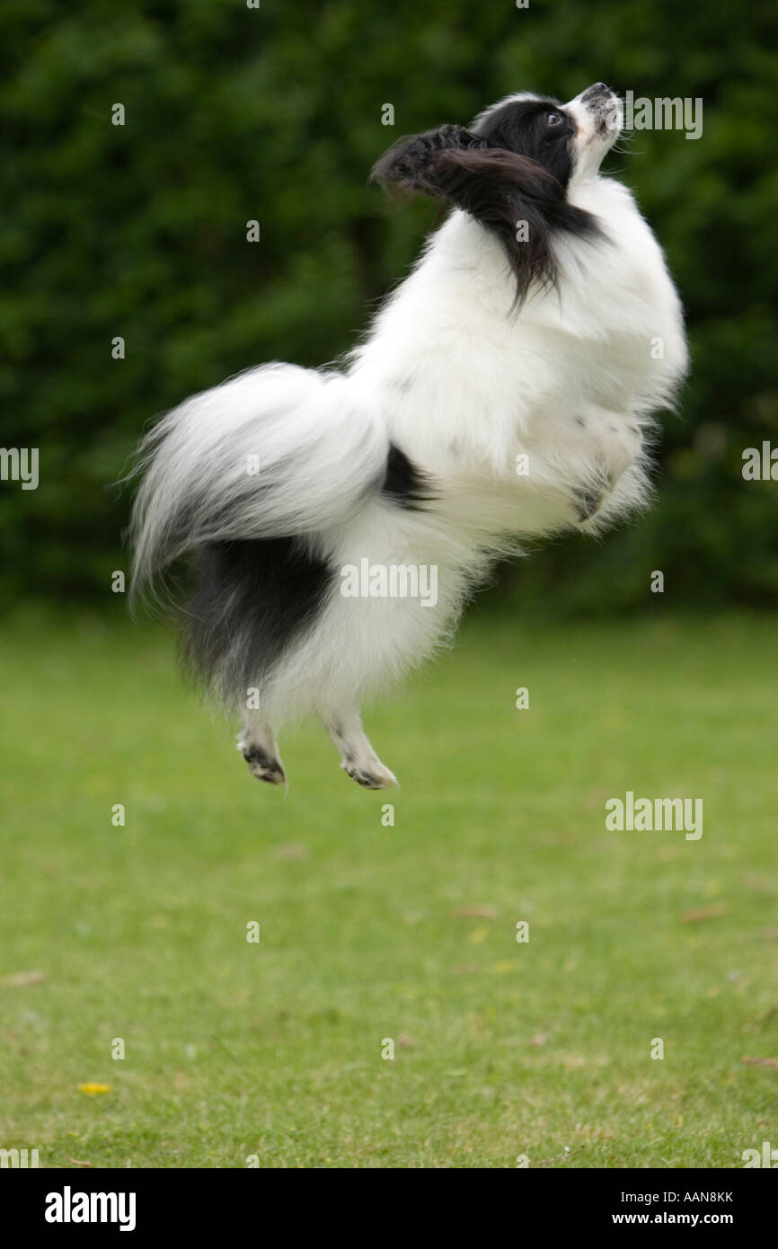 Papillon cane salto Foto Stock