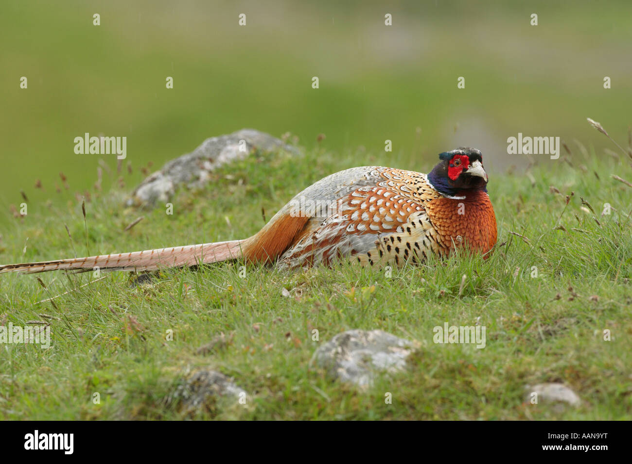 Pheasant Phasianus colchicus giacente in una cava in erba sul lato di una collina nelle Highlands della Scozia UK Europa Foto Stock