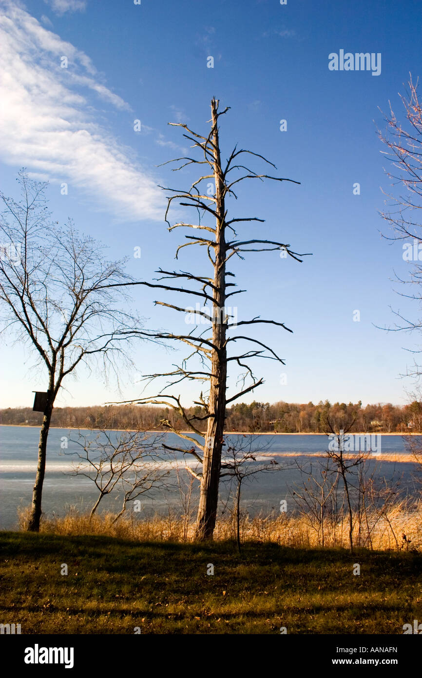 Albero morto sulla riva del lago. Emily Minnesota USA Foto Stock