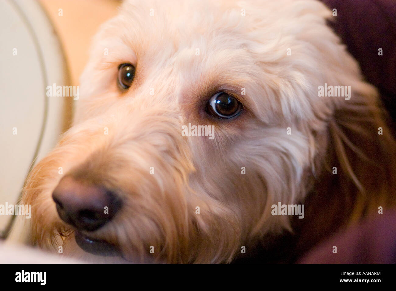 Vigile cani Goldendoodle faccia St Paul Minnesota USA Foto Stock