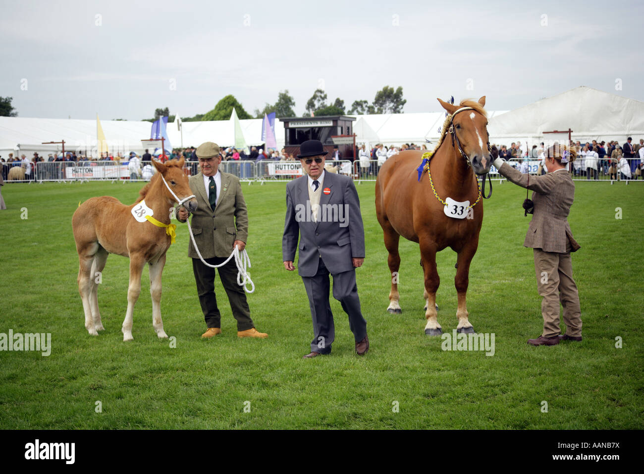 A giudicare i cavalli la concorrenza, Suffolk spettacolo agricolo, England, Regno Unito Foto Stock