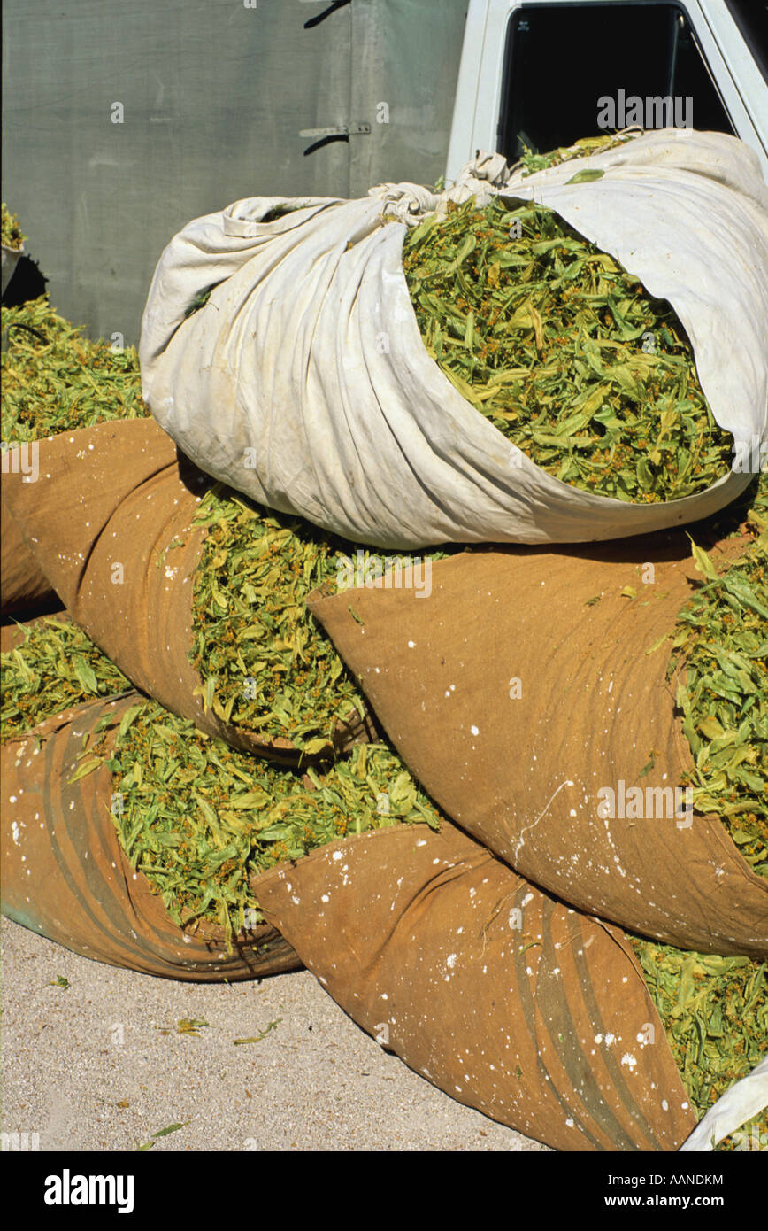 Lime. Sud della Francia Foto Stock