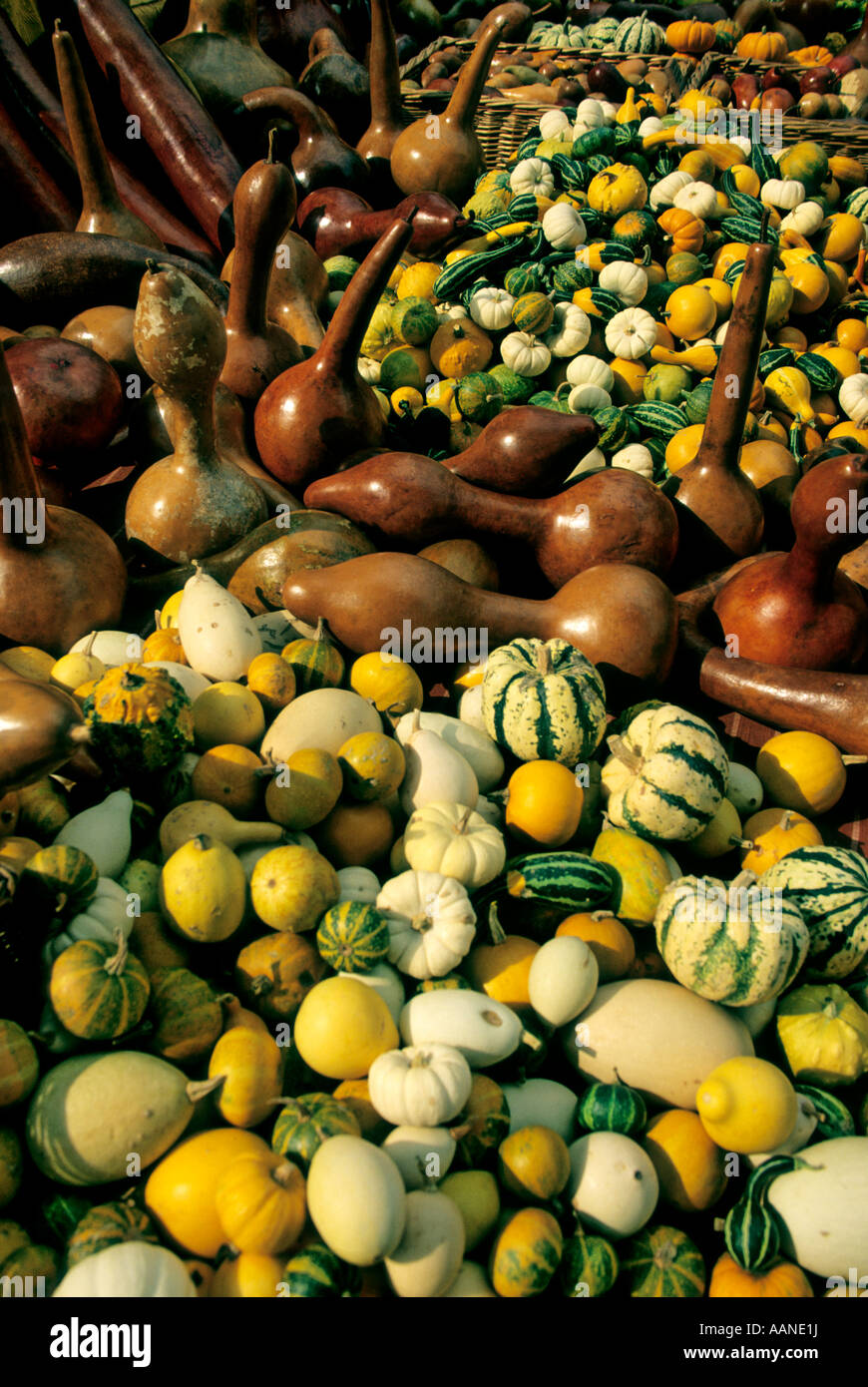 Zucche / zucche / squash / coloquintes su un mercato in stallo nel sud della Francia. Foto Stock