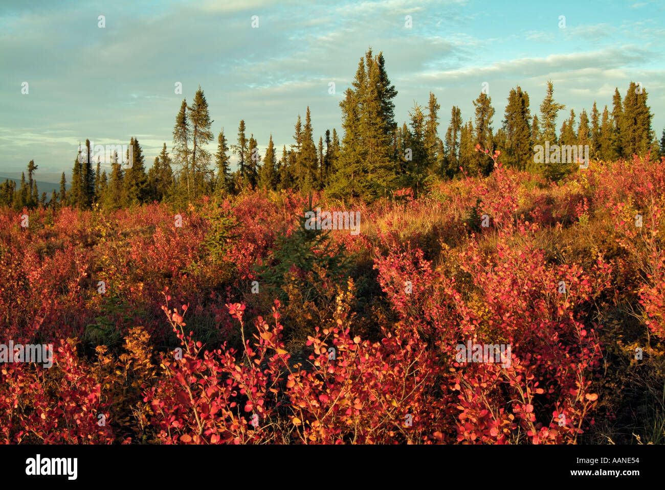 La tundra in autunno, vista da Eagle Plains Campeggio, Dempster Highway, Yukon, Canada Foto Stock