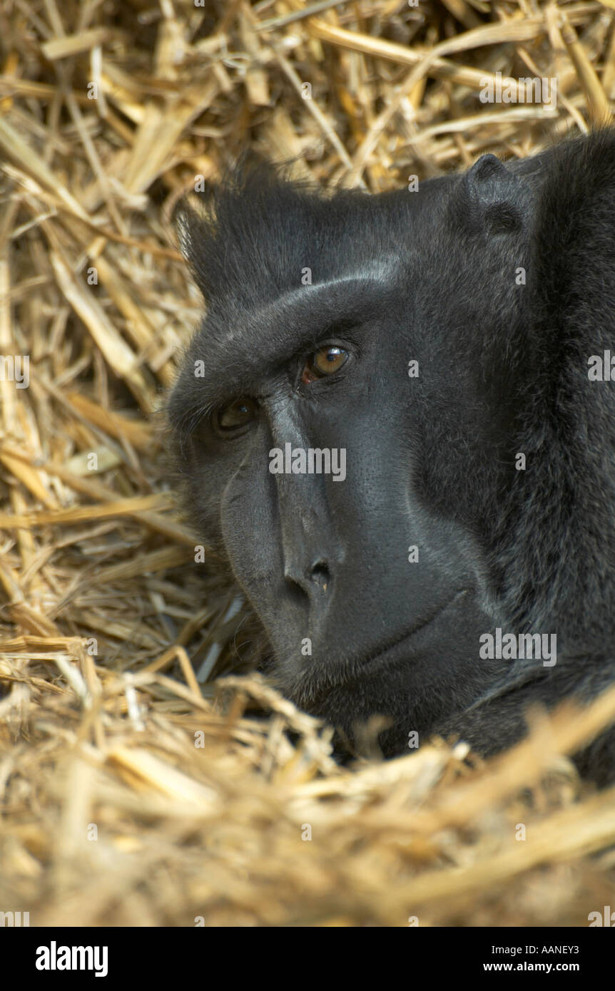 Un macaco di appoggio Foto Stock