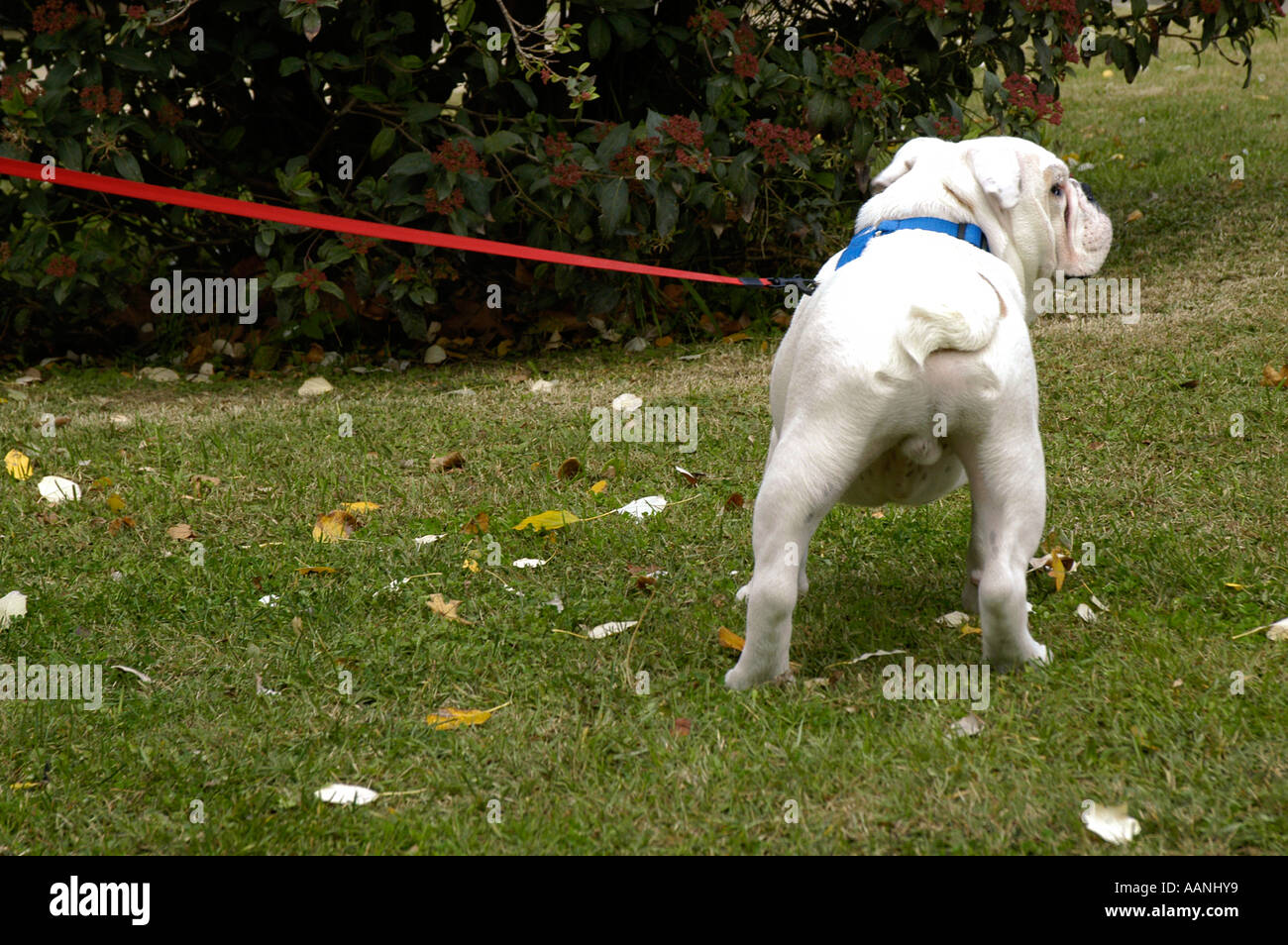Ritratto di un bulldog inglese da dietro in posizione di avviso Nano Calvo  VWPics com Foto stock - Alamy