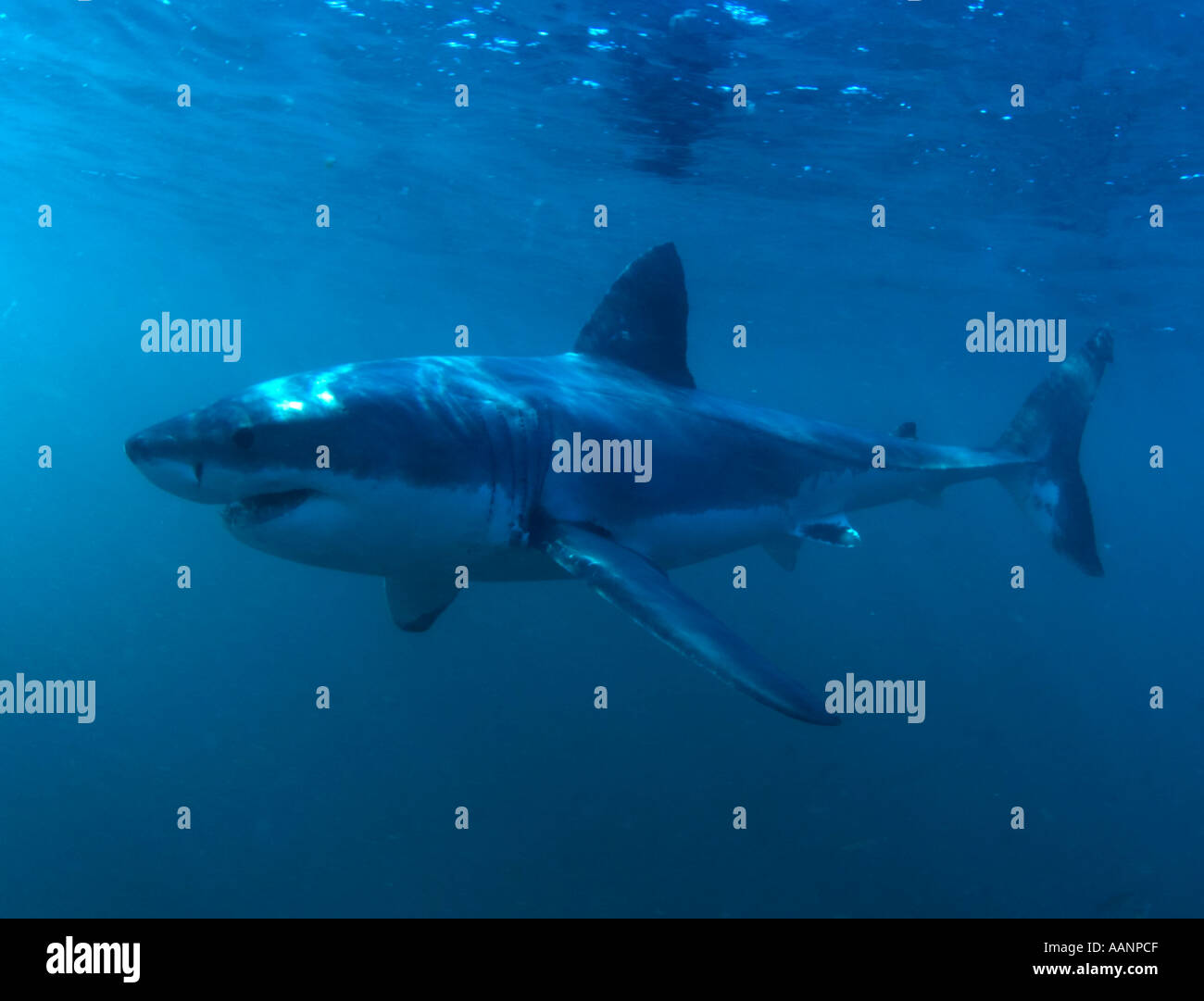 Top ocean predator grande squalo bianco underwater dalla gabbia di squalo Foto Stock