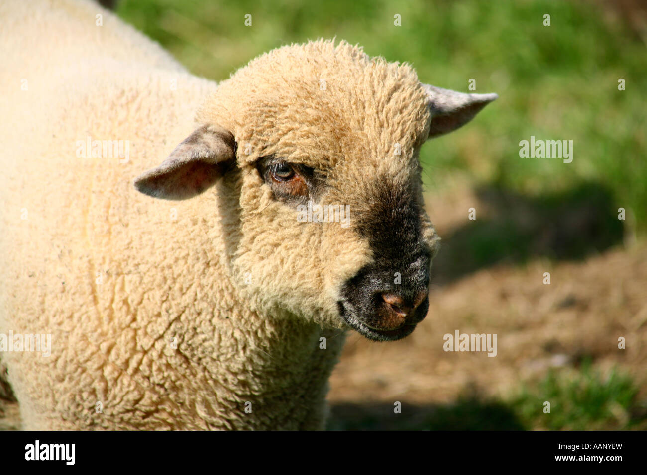 Jacobs pecore alla fattoria in Devon Foto Stock