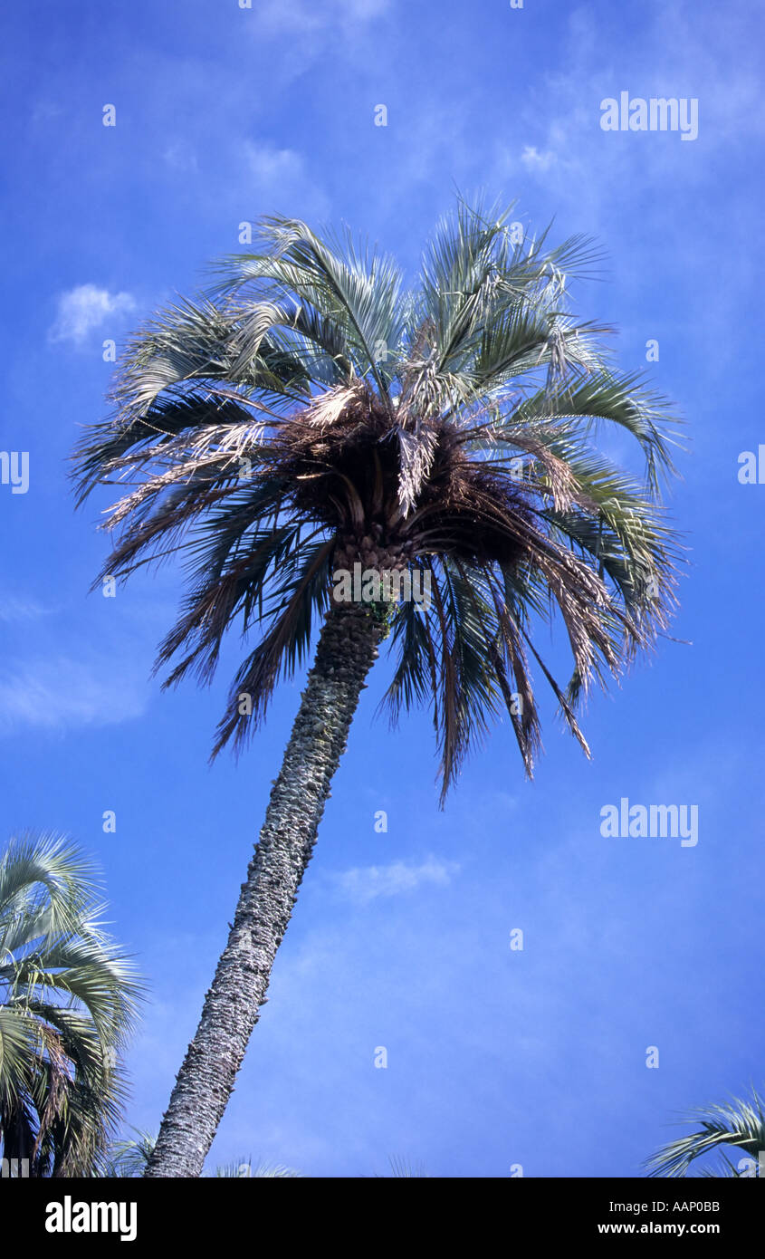 Yatay Palm Tree, Butia yatay, El Palmar National Park, Argentina Foto Stock