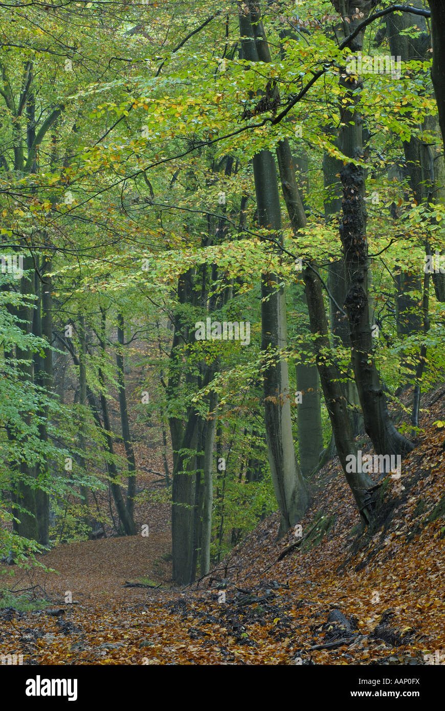 Comune di faggio (Fagus sylvatica), pista forestale nel bosco di faggio in primavera, in Germania, in Renania settentrionale-Vestfalia, Furlbachtal NSG Foto Stock