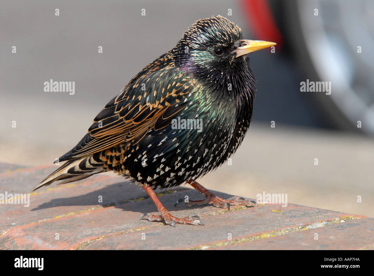 STARLING (Sturnus vulgaris vulgaris) Ben amato British bird ora in grave declino. Foto Stock