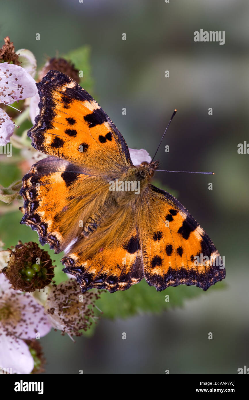 Grande Tartaruga - Nymphalis polychloros alimentazione su blackberry fiori con bel al di fuori della messa a fuoco lo sfondo Foto Stock